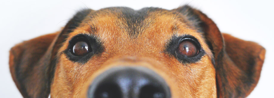A close up view of the upper half of a copper brown and black dog's face